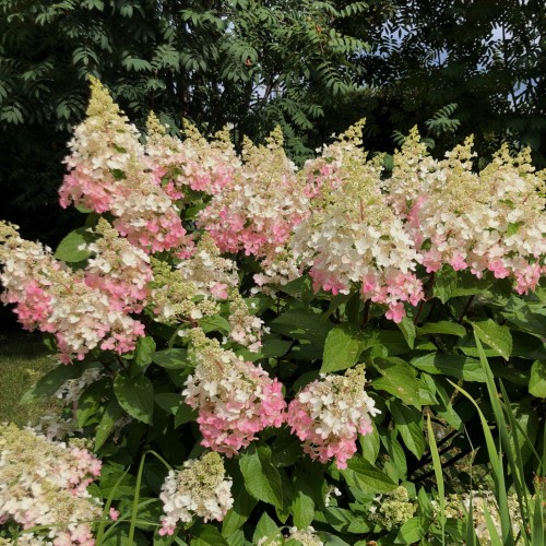 Hydrangea paniculata 'Pinky Winky' - Aedhortensia 'Pinky Winky' C2/2L